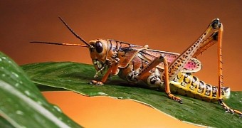 Plenty of insect species are yet to be discovered