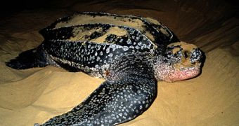 Researchers find leatherback turtle migratory routes clash with industrial fisheries in the Atlantic Ocean