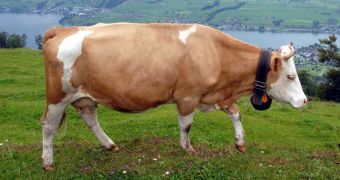 Researchers Want to Breed Cows That Don't Burp