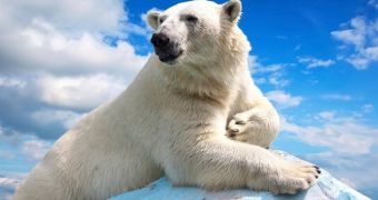 Researchers claim that satellite imagery can help monitor polar bears living in the Arctic