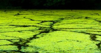 Researchers Warn About Risks Associated with GE Algae
