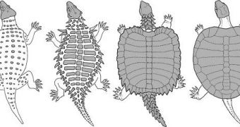 The evolutionary path scientists think the turtles followed in 200 million years