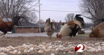 Residents Annoyed by Stray Chickens Disturbing the Neighborhood