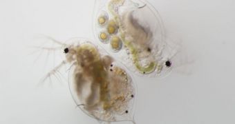 Two Daphnia dentifera individuals; one on the upper right is uninfected, lower left, infected