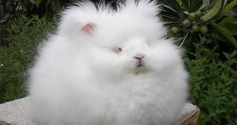 Animal rights activists say there is a human way to produce angora fur