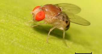The fruit fly is used extensively for studies concerning genetics, development, physiology, ecology and behavior