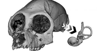 Three-dimensional reconstruction of the cranium and semicircular canals from the fossil anthropoid primate Aegyptopithecus zeuxis