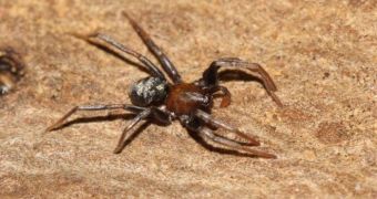 Male spiders sometimes kill females instead of mating with them