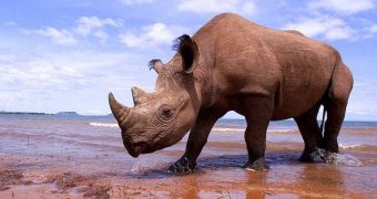 Rhino in India dies after falling into a mud pit