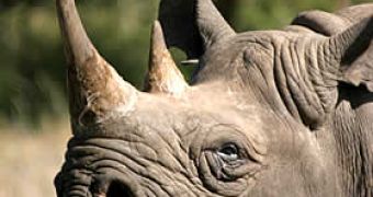 4 Rhino heads are stolen from the Irish National Museum