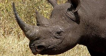 Man is sentenced to 40 years in prison for trafficking rhino horns