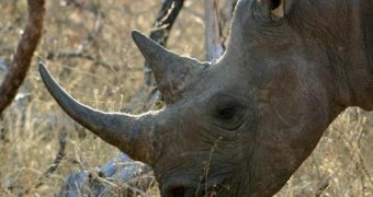Rhino Horns Poisoned, Injected with Pink Dye