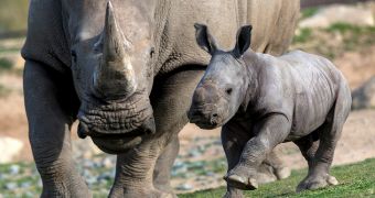 Poachers in India gun down rhino mom and her calf, chop off their horns