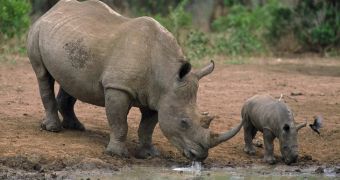 Conservationists warn that poaching levels in South Africa have reached record levels