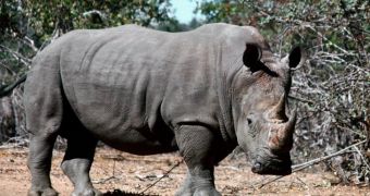Poachers kill rhino living in Orang National Park in Assam, India