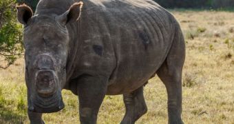 Rhinos have their horns cut off by poachers, somehow survive this ordeal