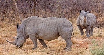 A pair of rhinos in the wild