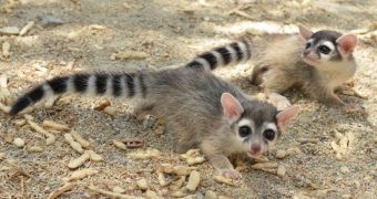 Ringtail cubs in California make their first public appearance, greet fans