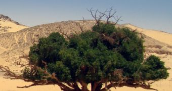 Rising CO2 levels encourage vegetation growth in dry places