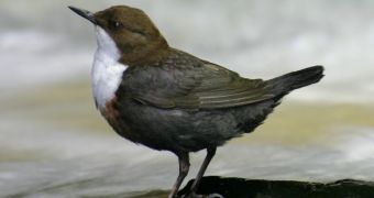 River pollution found to affect Eurasian Dippers in South Wales, UK