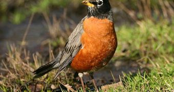Watch: Robins Are the World's Most Vicious Predators, Argues The Onion