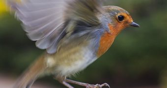 Robins are believed to use quantum coherence to migrate.