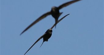 Swifts, the birds RoboSwift borrowed its features from