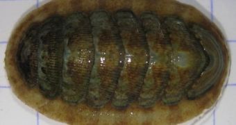 Chiton are small, flat mollusks that have eight shell plates.