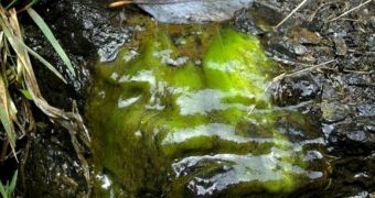 “Rock Snot” is native to much of the world, global warming could turn it into a threat to natural ecosystems