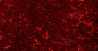Role of Brain's Glia Cells Finally Revealed