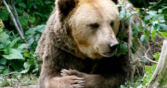 Romanian brown bear is shot by poachers