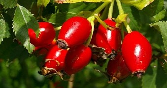 Researchers find evidence rose hips could help fight breast cancer