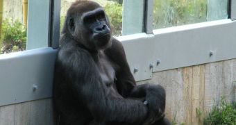 Roughly 3,000 Great Apes Are Either Killed or Captured on a Yearly Basis