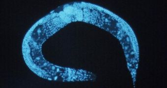 Roundworm Reveals Pancreatic Cancer Secret