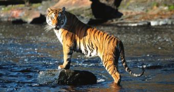 Royal Bengal tiger dies as a result of multiple organ failure