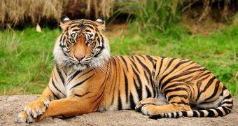 Royal Bengal Tiger at Delhi Zoo Dies of Old Age