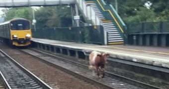 Cow stops train traffic in UK area