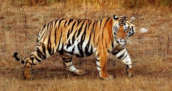 Tiger escapes zoo, returns of its own accord