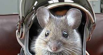Russian Mice and Lizards Successfully End One-Month-Long Mission in Space
