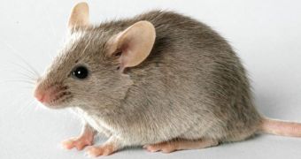 Animal rights advocates are outraged as several mice sent by Russians into outer space return to Earth dead