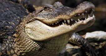 Crocodile is hospitalized after a woman accidentally falls on top of it