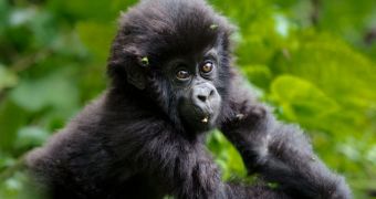 Udanga, Rwanda, and the Democratic Republic of the Congo team up to protect mountain gorillas