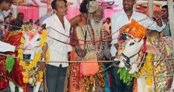 Cow Ganga and bull Prakash have been married off in India