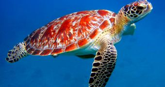 Safeguarding the Sea Turtles' Nesting Grounds Is Crucial for Ensuring Their Survival