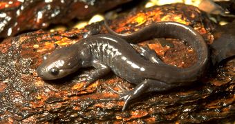 Salamanders can regrow both their limbs and several other tissues in their bodies