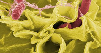 Salmonella can become highly virulent when exposed to micro-gravity