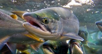 Salmons Use the Earth's Magnetic Field to Find Their Home