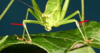 Katydid ear is located on his front legs, having developed a structure similar to the one human ear has