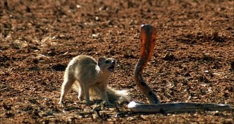 Mongoose vs Cobra fighting