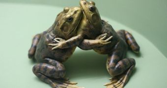 Hugging frogs
